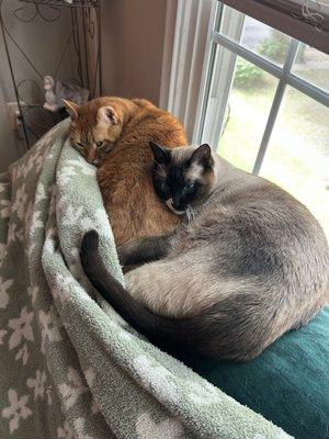 Kleinpeter Veterinary Hospital