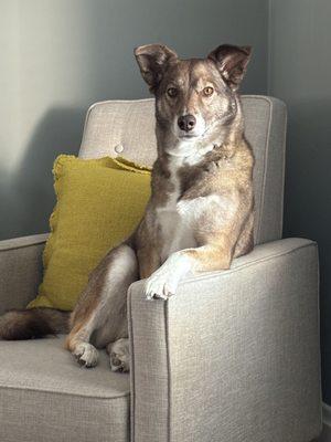 Kayla's Posh Pets Grooming & Boutique