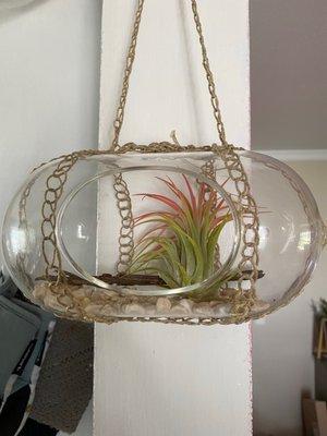 Airplant
