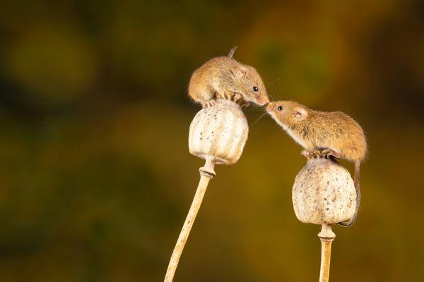 Two mice are nose-to-nose.