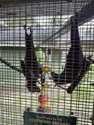 Lubee Bat Conservancy