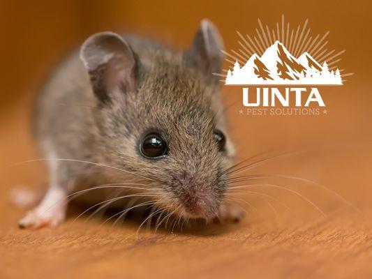 Uinta Pest Solutions