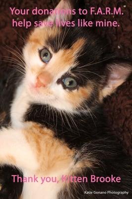 Fallston Animal Rescue Movement Inc