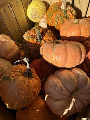 Pisarcik Flower Farm