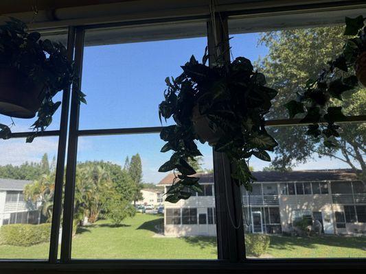 My plastic windows, brought back to looking like brand new.