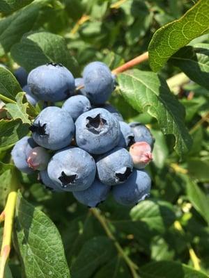 Tillman Blueberry Farms