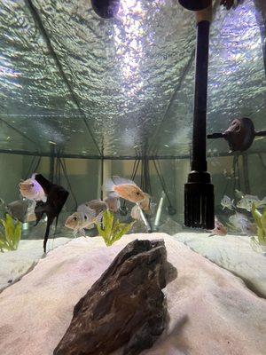 Michaels Fish Hatchery