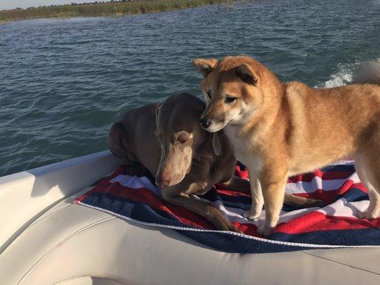 All Paws N Prints PlayCare