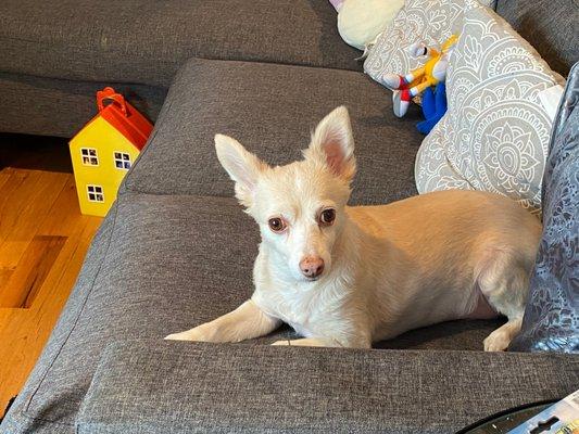 Whiskers & Leo Pet Care