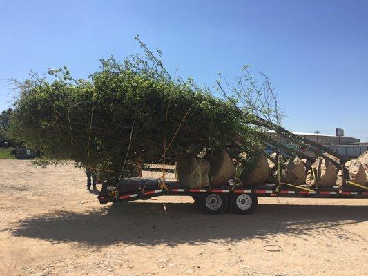 MILLER NURSERY & TREE COMPANY