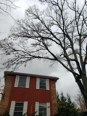 TELLO'S TREE SERVICE