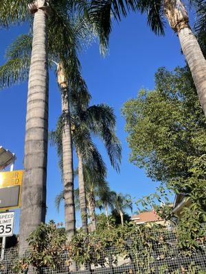 Mike Moreno Hauling & Clean Up