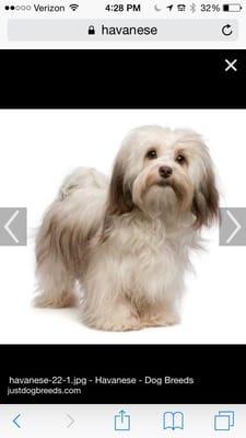 Dazzling Dogs Grooming