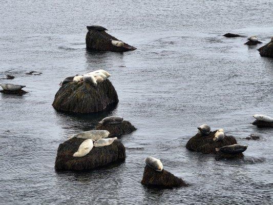 Seals at Manomet Point