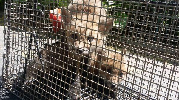 Wildlife Removal Lexington