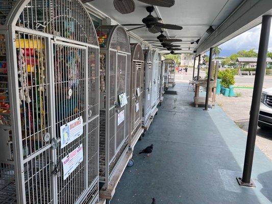 They also have a collection of rescued exotic birds.