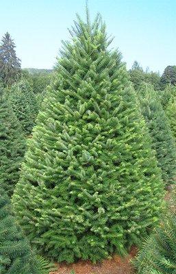 Christmas Trees in Atlanta