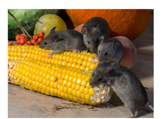 Bee Wise Pest Management