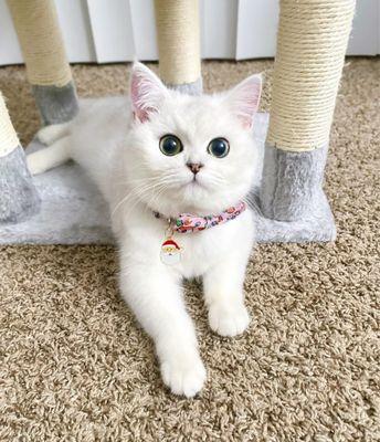 Valley View Veterinary