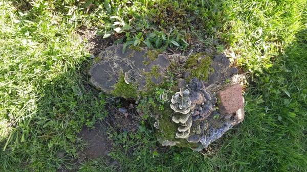 Value Auto Repair & Towing