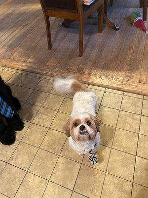 Bark Avenue Bath & Biscuit