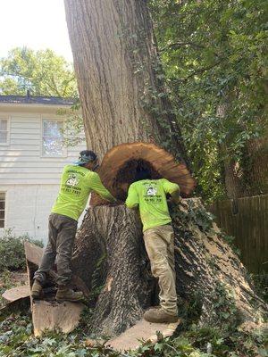 Lumberjacks Cutting Trees