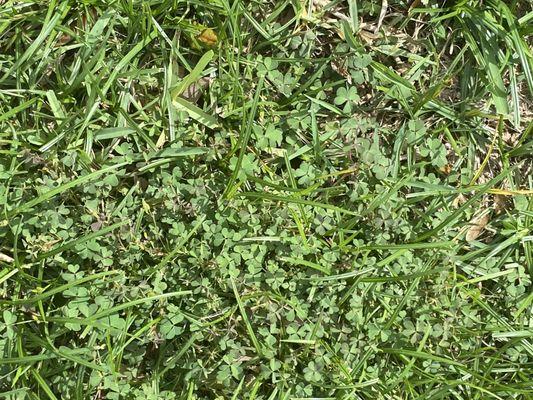 Massey Green Up Landscape Service