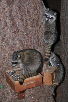 CritterCare Mobile Vet