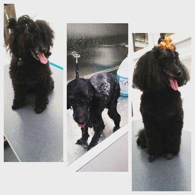 Sniffs & Wiggles Mobile Pet Grooming