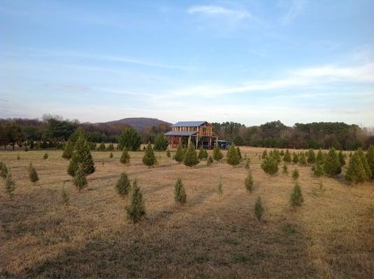 Schwerman Christmas Tree Farm