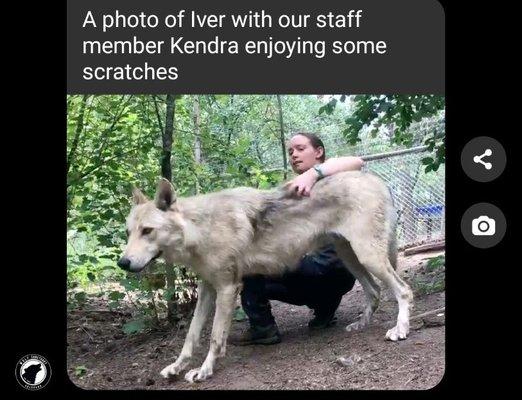 Wolf Sanctuary