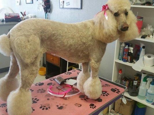 A Dog Gone Beautiful