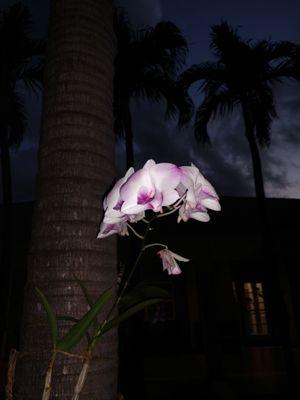 One of the blooming orchids in the courtyard