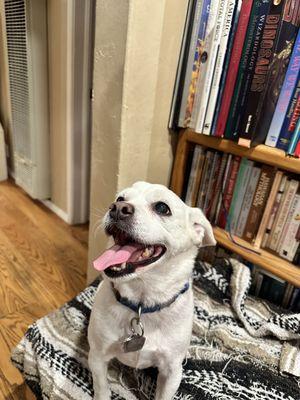 Castro Valley Animal Hospital