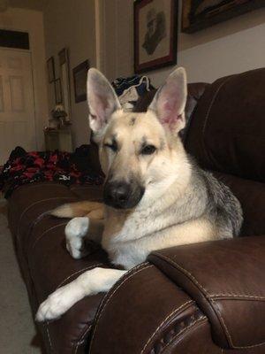 Luna approves of her new treats.