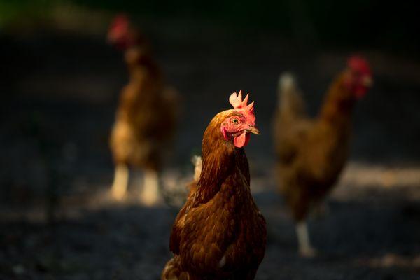 Pasture Prime Family Farm