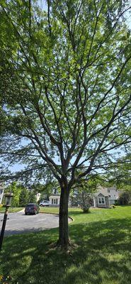 Quality R&S Tree Service and landscape