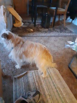 Tiffany's Pet Grooming