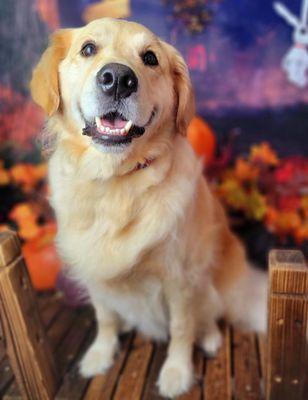 Olive My Grooming To You