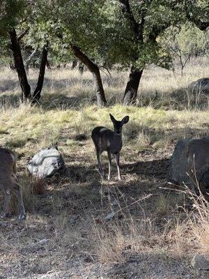 Bog Springs Campground