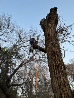 Paradise Tree Service