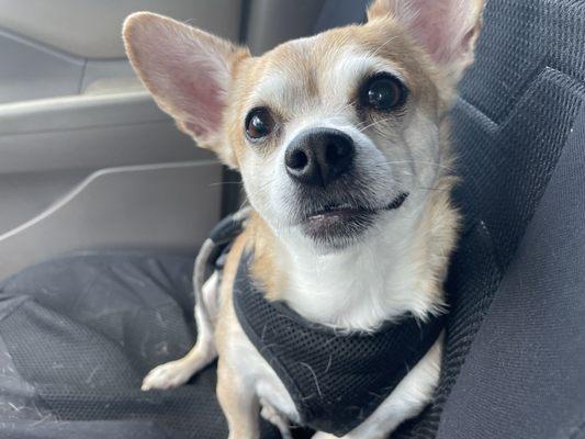 Country Oaks Animal Hospital