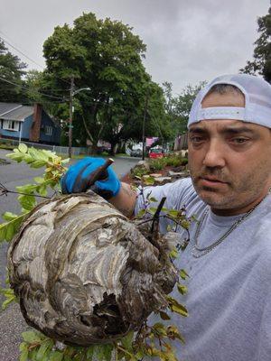 Six Star Pest control