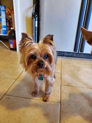 All Aboard Mobile Pet Grooming