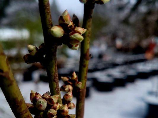 Spring Hill Nursery & Gardens