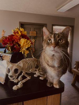 A & J's Country Kennel