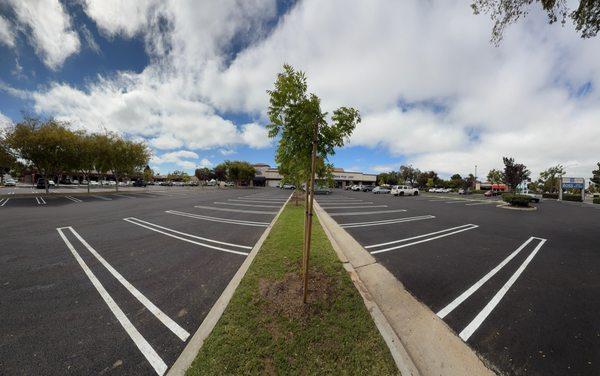 Central City Tree Service