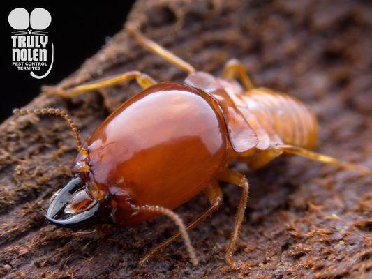 Truly Nolen Pest & Termite Control
