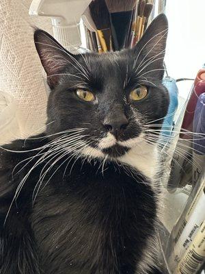 Your Furry Godmothers