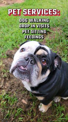 Lilian’s Pet Services